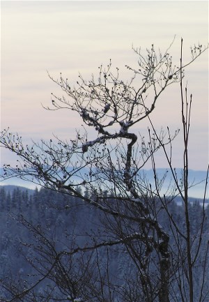 Qi Gong zur Gesundheitsförferung